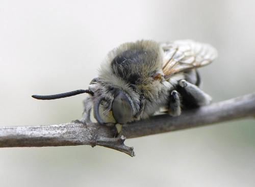 Réf. 236 894 : Amegilla quadrifasciata